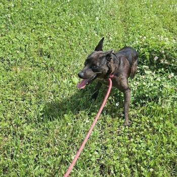 Mavis -  Coonhound Dog for Adoption in Hannibal, Missouri - Mavis | PetCurious