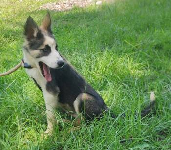 260786  Hope -  Siberian Husky and Australian Cattle Dog Blue Heeler Dog for Adoption in Wetumpka, Alabama - 260786  Hope | PetCurious