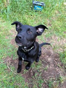 Labrador Retriever Dogs Available for Adoption in Glocester, Rhode Island - Ash | PetCurious