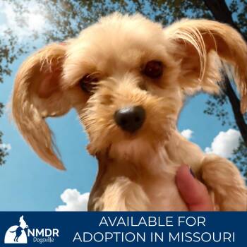 Yorkshire Terrier Dogs Available for Adoption in Peyton, Colorado - Pika - Missouri MY26-49 | PetCurious