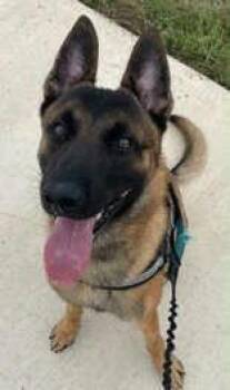 Copper -  Belgian Shepherd Malinois Dog for Adoption in Denton, Texas - Copper | PetCurious