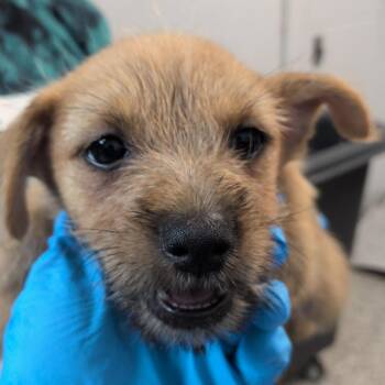Izumi -  Cairn Terrier and Chihuahua Dog for Adoption in Hattiesburg, Mississippi - Izumi | PetCurious