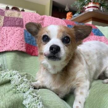 Daisy -  Chihuahua Dog for Adoption in Union Grove, Wisconsin - Daisy | PetCurious