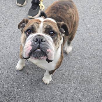 Rescue English Bulldog Dogs for Adoption in Clay, New York - Lana | PetCurious
