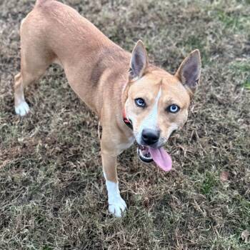 Rescue Mixed Breed Dogs for Adoption in Gloucester, Virginia - Nina | PetCurious