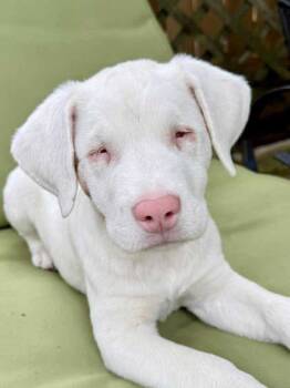 Rescue Great Pyrenees and Mixed Breed Dogs for Adoption in Humble, Texas - Moon | PetCurious