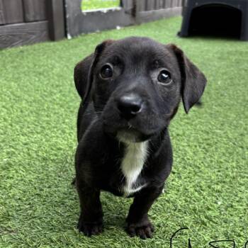 Shepherd Dogs Available for Adoption in Loxahatchee Groves, Florida - Royce 9859 | PetCurious