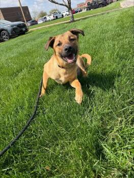 Mixed Breed Dogs Available for Adoption in Yorkville, Illinois - PB | PetCurious