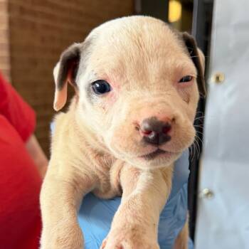 Pit Bull Terrier Dogs Available for Adoption in Birmingham, Alabama - Max | PetCurious
