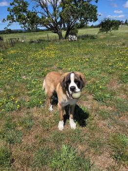 Moose -  Saint Bernard Dog for Adoption in Santa Rosa, California - Moose | PetCurious