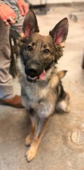 Dixie -  German Shepherd Dog and Mixed Breed Dog for Adoption in Bowling Green, Kentucky - Dixie | PetCurious