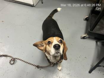 Beagle Dogs Available for Adoption - BOBBIE | PetCurious