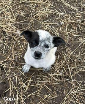 Australian Cattle Dog Blue Heeler Dogs Available for Adoption - Cora | PetCurious