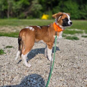 Hank -  Australian Shepherd and Labrador Retriever Dog for Adoption in Holiday Hills, Illinois - Hank | PetCurious