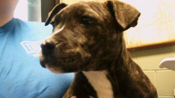 Rescue Pit Bull Terrier and Mixed Breed Dogs for Adoption in Tulsa, Oklahoma - CARAMEL | PetCurious