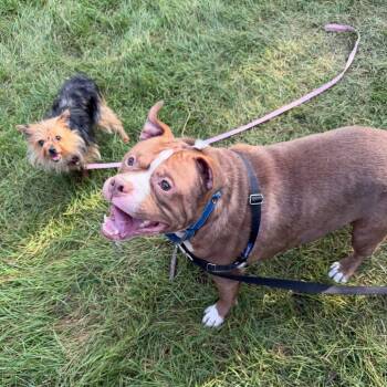 Tiny -  Mixed Breed Dog for Adoption in Oshkosh, Wisconsin - Tiny | PetCurious
