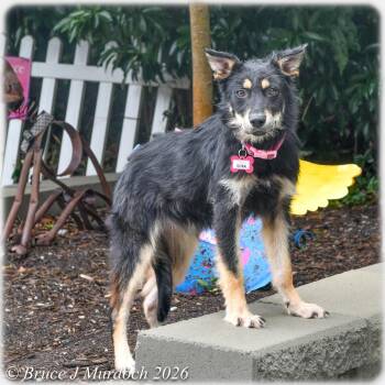 Soba -  Shepherd Dog for Adoption in Wake Forest, North Carolina - Soba | PetCurious