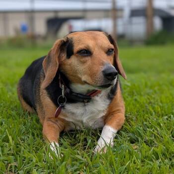 Biscuit -  Beagle Dog for Adoption in Nowata, Oklahoma - Biscuit | PetCurious