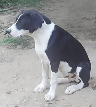 Sonny -  Mountain Cur Dog for Adoption in Mena, Arkansas - Sonny | PetCurious