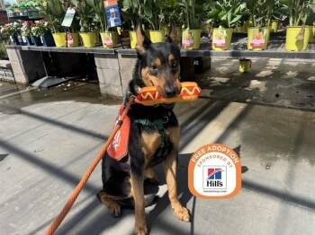 LUCKY -  German Shepherd Dog and Doberman Pinscher Dog for Adoption in Phoenix, Arizona - LUCKY | PetCurious