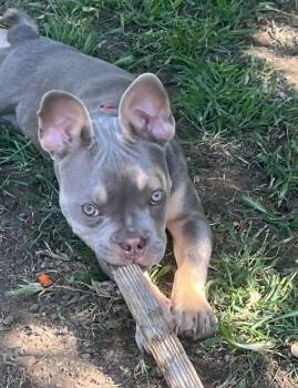 Angus -  French Bulldog Dog for Adoption in Yuba City, California - Angus | PetCurious