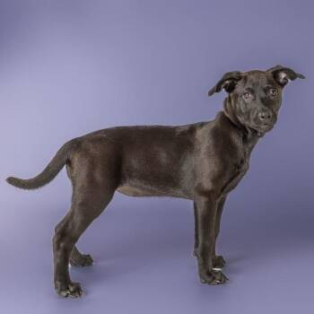 AAD Upcoming Arrival!  Mary - 26114 -  Pit Bull Terrier Dog for Adoption in Armonk, New York - AAD Upcoming Arrival!  Mary - 26114 | PetCurious