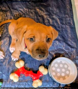Ciabatta -  Labrador Retriever Dog Available for Adoption in New Bern, North Carolina - Ciabatta | PetCurious