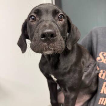 Lilo -  Black Labrador Retriever and Mixed Breed Dog for Adoption in Abilene, Texas - Lilo | PetCurious
