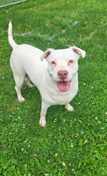 Zelda Yrly 363 -  Pit Bull Terrier Dog for Adoption in Sidney, Ohio - Zelda Yrly 363 | PetCurious