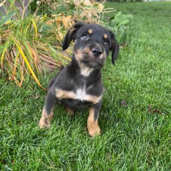 Rescue Mixed Breed Dogs for Adoption in Park City, Utah - Festus | PetCurious