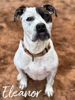 Pit Bull Terrier Dogs Available for Adoption in Rutherfordton, North Carolina - Eleanor | PetCurious