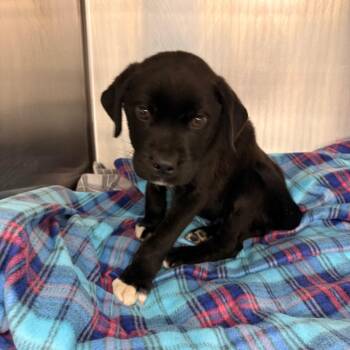 Black Labrador Retriever and Pit Bull Terrier Dogs Available for Adoption in St. Louis, Missouri - String Bean Sprout | PetCurious