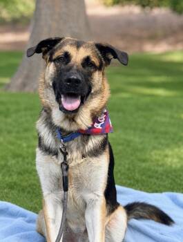 Murphy -  German Shepherd Dog Dog for Adoption in Pleasant Hill, California - Murphy | PetCurious