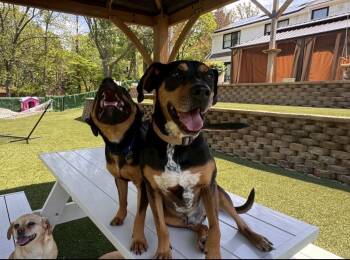 Dasher -  Hound and American Staffordshire Terrier Dog for Adoption in Rockville, Maryland - Dasher | PetCurious