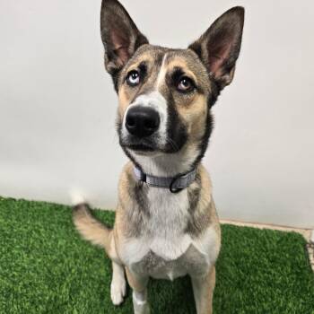 Yuki -  Husky and Shepherd Dog for Adoption in Columbia, Missouri - Yuki | PetCurious