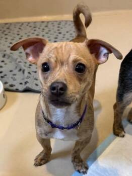 Mixed Breed Dogs Available for Adoption - Larry | PetCurious