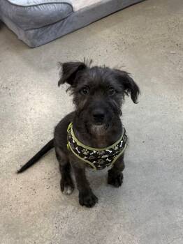 Rescue Terrier Dogs for Adoption in New Rochelle, New York - Elmer | PetCurious