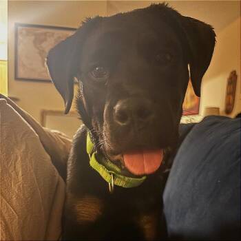 Rottweiler and Mixed Breed Dogs Available for Adoption in Fayetteville, Arkansas - Sasha | PetCurious