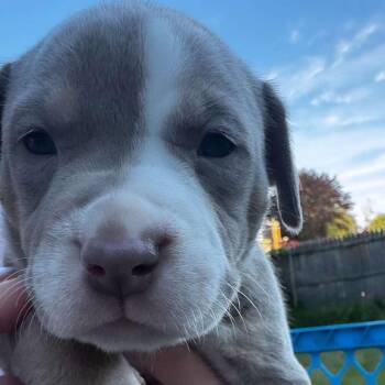 Sylvia -  Pit Bull Terrier and Mixed Breed Dog for Adoption in Griswold, Connecticut - Sylvia | PetCurious