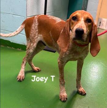 Joey T - At shelter available 7/17 -  Hound Dog for Adoption in Rustburg, Virginia - Joey T - At Shelter Available 7/17 | PetCurious