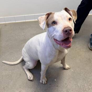 Pinky -  Pit Bull Terrier Dog for Adoption in Rifle, Colorado - Pinky | PetCurious