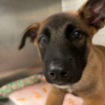 Stella -  Belgian Shepherd Malinois Dog for Adoption in Des Moines, Iowa - Stella | PetCurious