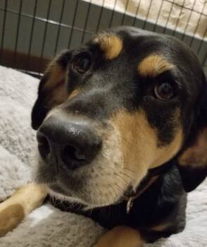 Rescue Black And Tan Coonhound and Hound Dogs for Adoption in Douglasville, Georgia - Roo | PetCurious