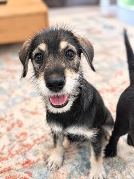 Oliver Twist -  Jack Russell Terrier and Mixed Breed Dog for Adoption in Saugus, Massachusetts - Oliver Twist | PetCurious