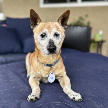 Rescue Chihuahua Dogs for Adoption in Ramona, California - Barley | PetCurious