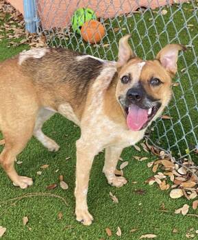 Rescue Australian Cattle Dog Blue Heeler Dogs for Adoption in Lakewood Ranch, Florida - Sage | PetCurious