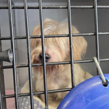 Hank -  Terrier Dog for Adoption in New York, New York - Hank | PetCurious