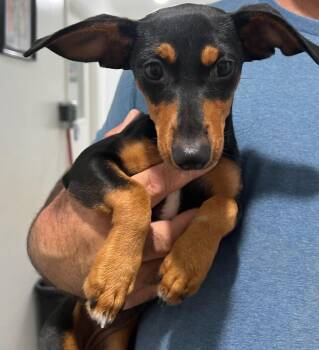 Tootise -  Mixed Breed Dog for Adoption in Labelle, Florida - Tootise | PetCurious