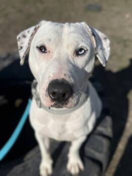 Rescue Bull Terrier and Mixed Breed Dogs for Adoption in Twinsburg, Ohio - Treat | PetCurious