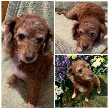 Missy Sue -  Poodle Dog for Adoption in Berwick, Pennsylvania - Missy Sue | PetCurious